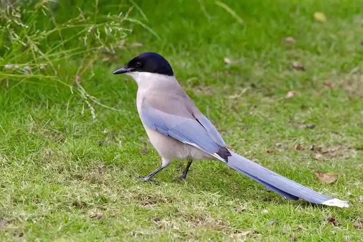灰喜鹊常见鸟类很美丽的蓝色2年的存照集合