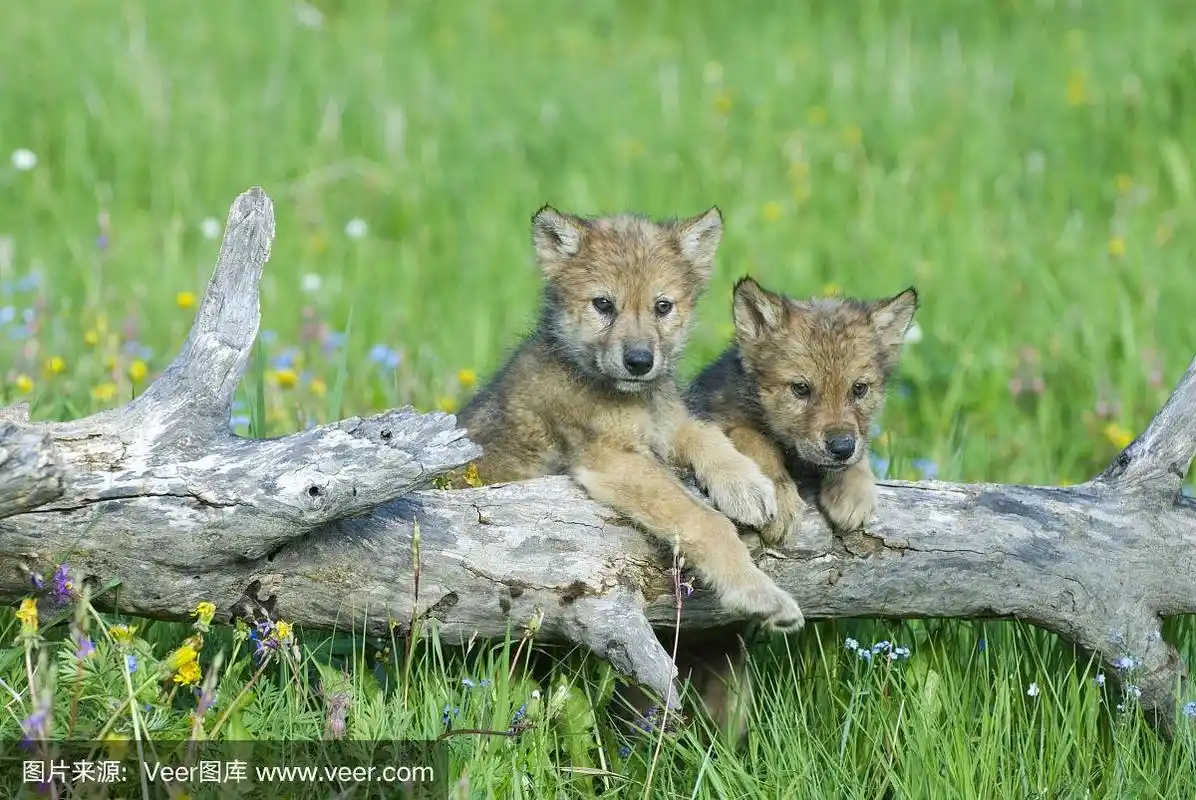 小狼,两只动物,悬挂的,灰色,在上面