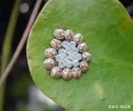 臭屁虫也能吃?是真的吗