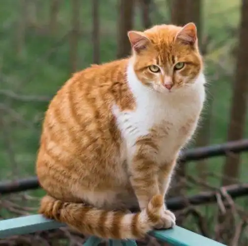 你真的认识中华田园猫吗?成员名册奉上~