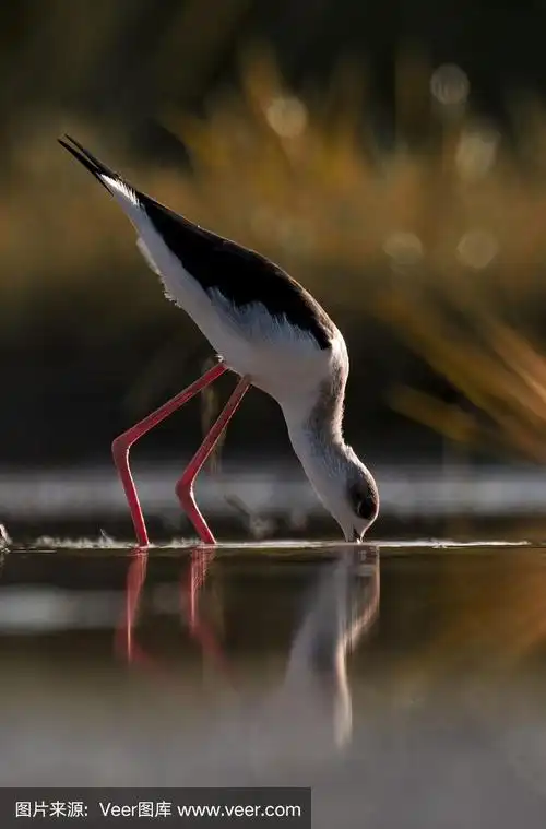 日出时分,黑翅高跷长腿水鸟在湖中漫步.