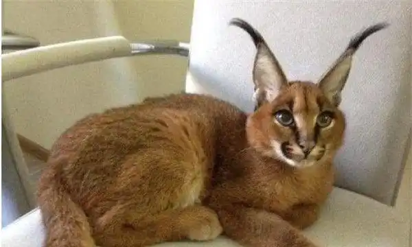 世界上最贵最稀有的猫caracat 卡拉猫是否可以当做宠物饲养