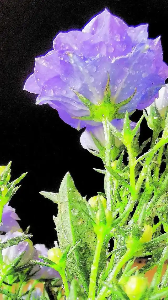 重瓣丹麦风铃草——梦露 重瓣丹麦风铃草,秋冬季备受花友喜爱的 - 抖