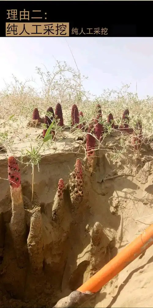 沙漠双雄野生金锁阳肉苁蓉100-500g男性滋补泡茶泡酒料淫羊霍 肉苁蓉