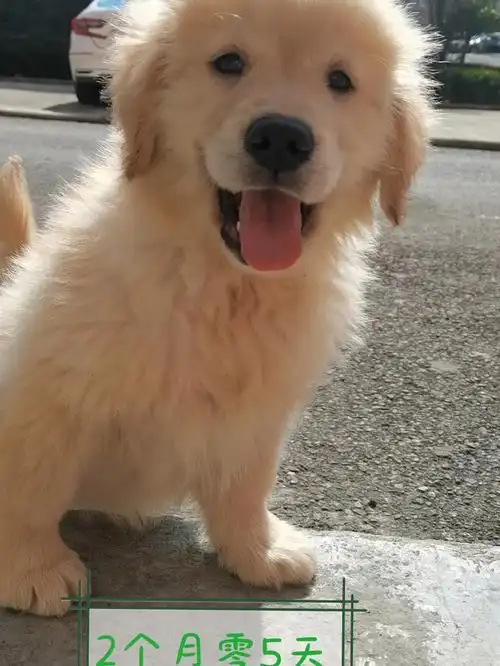 金毛一个月的变化有多大