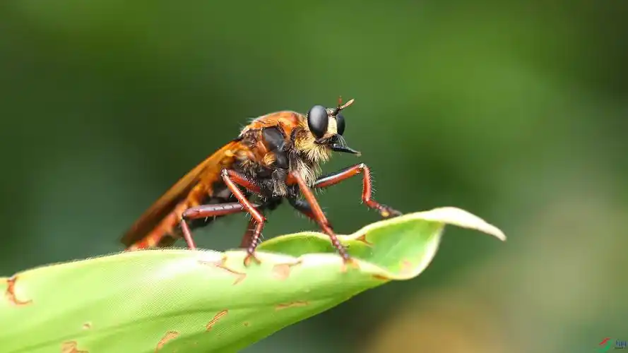 牛虻贺获首页精华