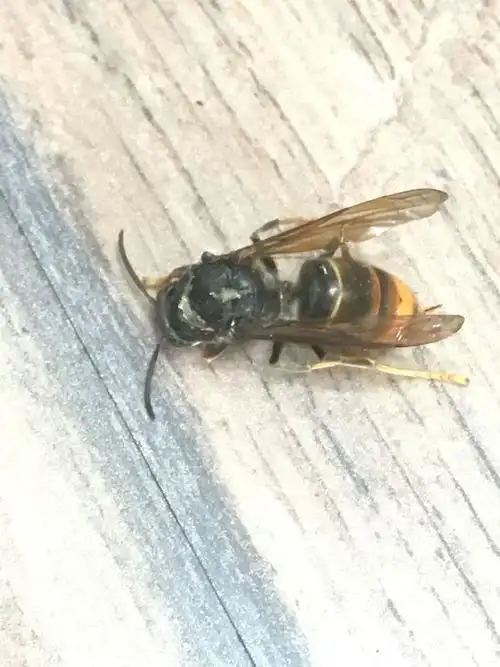 这个蜜蜂是什么种类的?