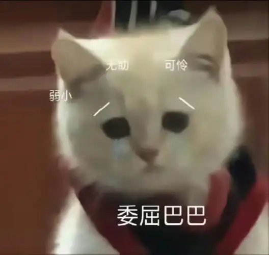 猫咪表情包