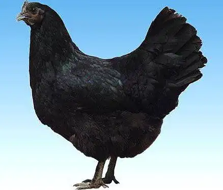 黑乌鸡,又名药鸡,黑凤鸡,包黑鸡,为我国宝贵的稀有唯一幸存的珍稀品种