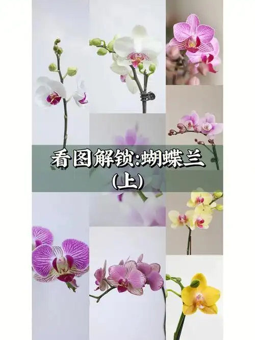 蝴蝶兰合集1每一种都有属于它的名字