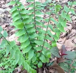 野生药材 贯众 现挖现晒 昏鸡头 乌鸡头 根,茎,叶晒干500g包邮