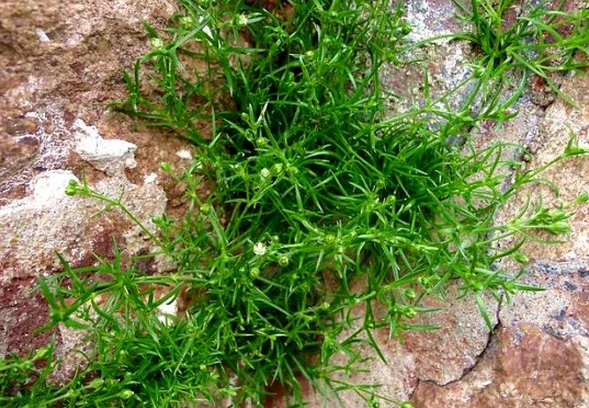 漆姑草有:1.抗肿瘤作用;2,镇咳,祛痰作用;3,镇痛作用