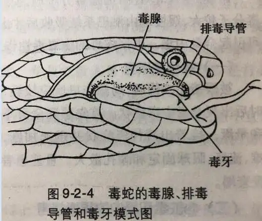 眼镜蛇毒腺结构图眼镜蛇蛇鞭有毒吗?