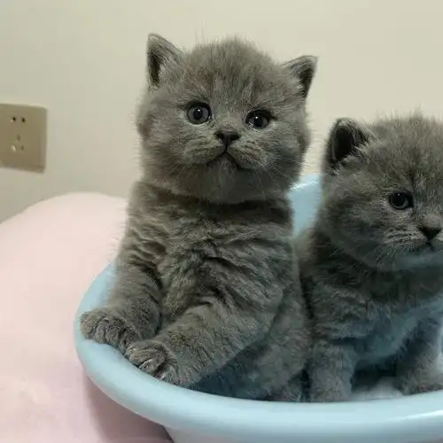 昆明本地家庭繁育小猫英短蓝猫蓝白找家长