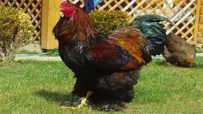 这种鸡可以说是世界上最大的鸡了,人们叫它梵天鸡,又叫婆罗门鸡.