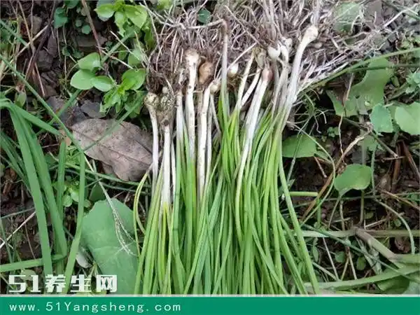 农村常见的"壮阳草",有特殊的辛辣气味,却依然深受城里人喜爱