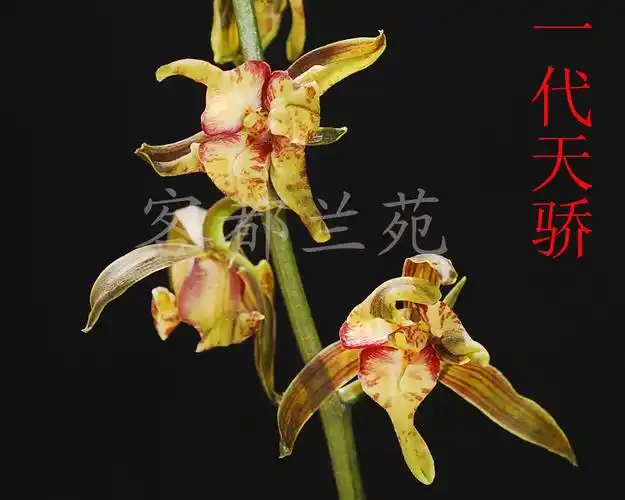 花艺双全"一代天骄"(多图)-蕙兰篇-中国兰花交易网社区