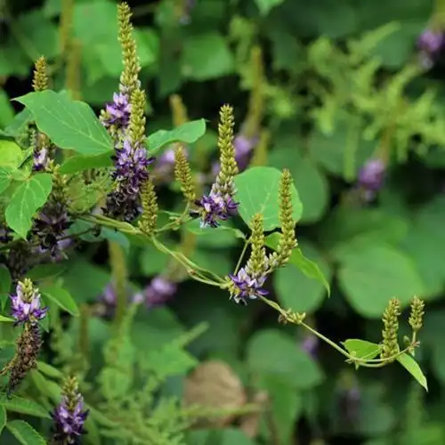 批发葛藤小苗野生爬藤中药材树苗葛藤野葛根庭院观叶植物