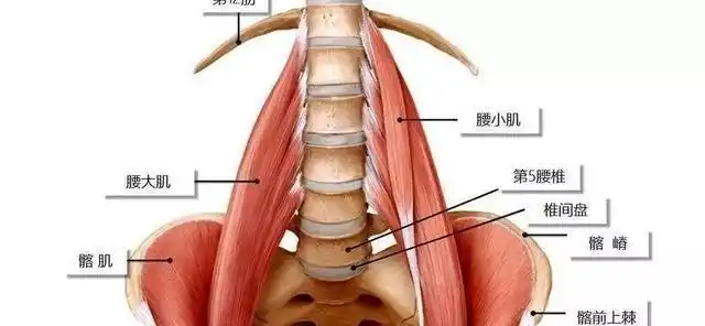 髂腰肌检查没有问题,则要继续检查腹部肌肉,因为腹部肌肉损伤后疼痛会