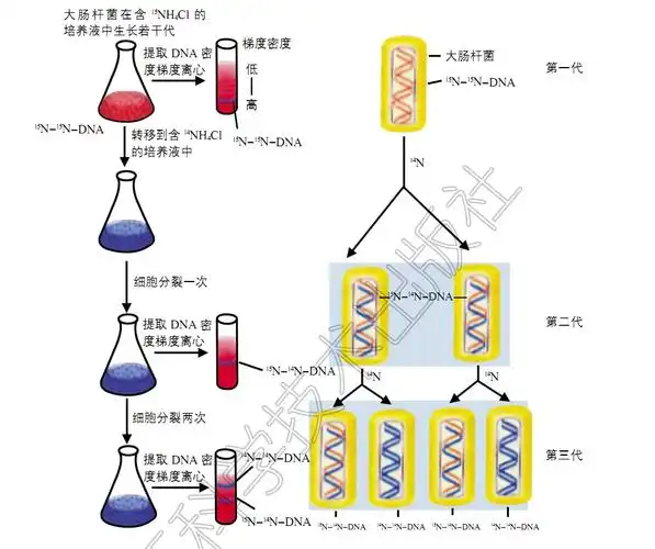 要分析dna复制究竟是半保留复制还是全保留复制