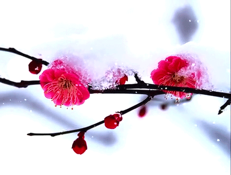 大寒,等一场暗香浮动_梅花_墙角_生命