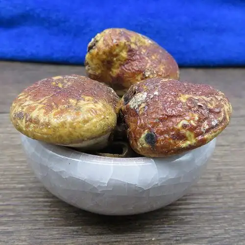 觅阳果椰香豆阳云果藏果菌果觅无根须元阳果元果批发冷背奇中药材