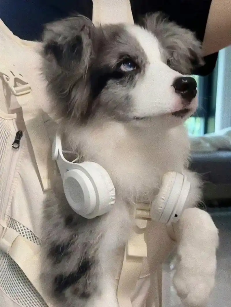 救命!被这只陨石边牧帅到了.