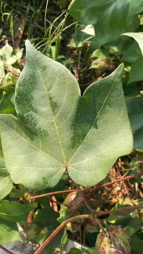 棉花叶子,2016 秋