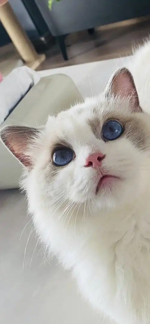 大家见过最美的布偶猫是