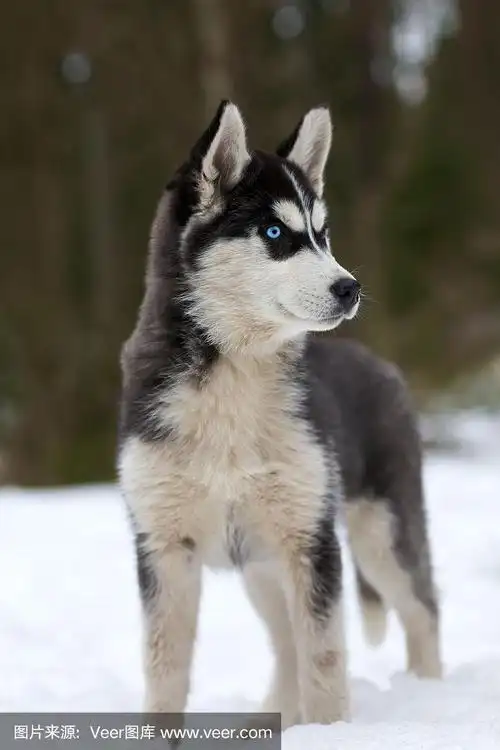 蓝眼睛哈士奇小狗,全身画像