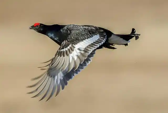 不能杀不能吃|鸟类|二级保护动物|野鸡_网易订阅
