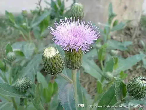 小蓟,和大蓟及小飞蓟相比,个头小小的.