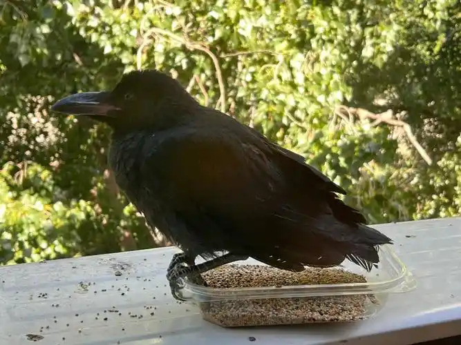 来了一个乌鸦宝宝睡着了