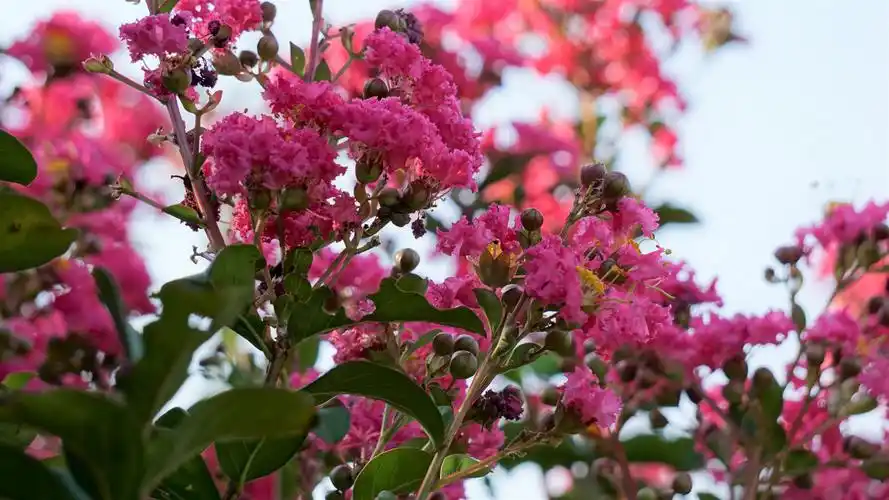 紫薇花——紫薇花开百日红,轻抚枝干全树动