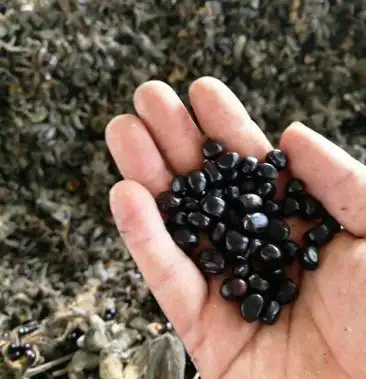 [赤芍种子批发]【爆款推荐】赤芍种子,赤芍籽,发芽率�以上,无杂质