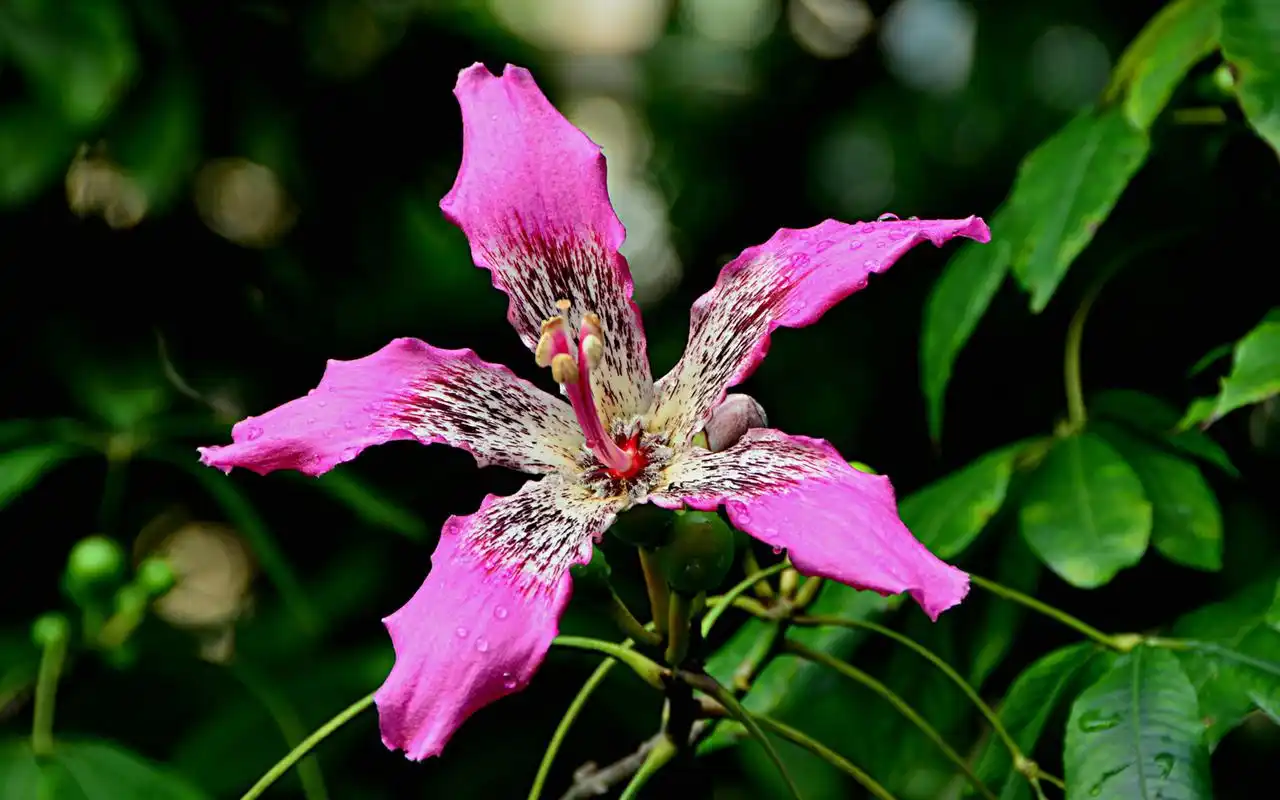 美丽好看的花卉图片电脑高清桌面壁纸