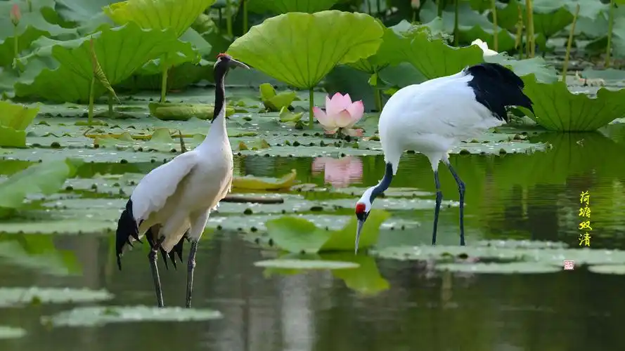 原图欣赏-太平洋摄影部落