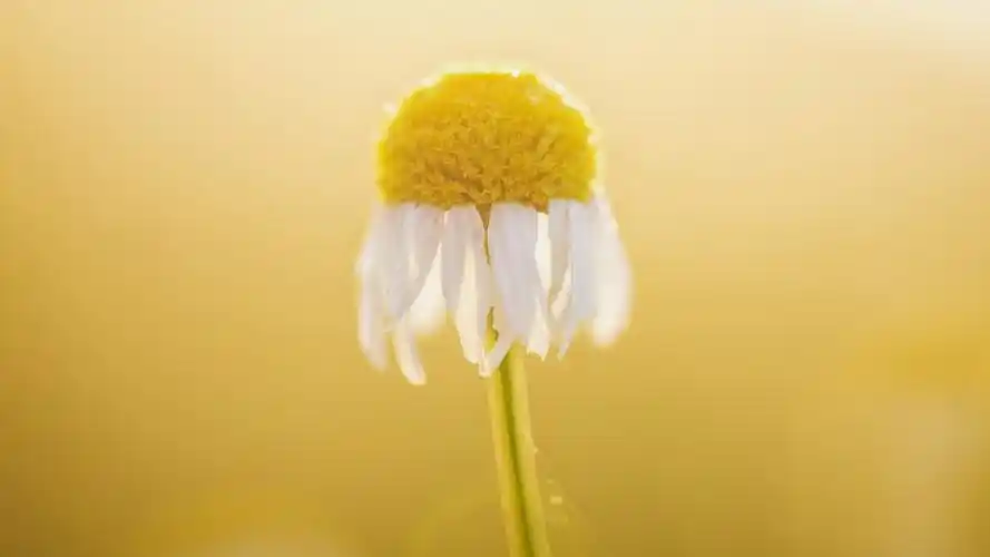 白色的雏菊花微距摄影,背景虚化 壁纸 - 1920x1080 全高清