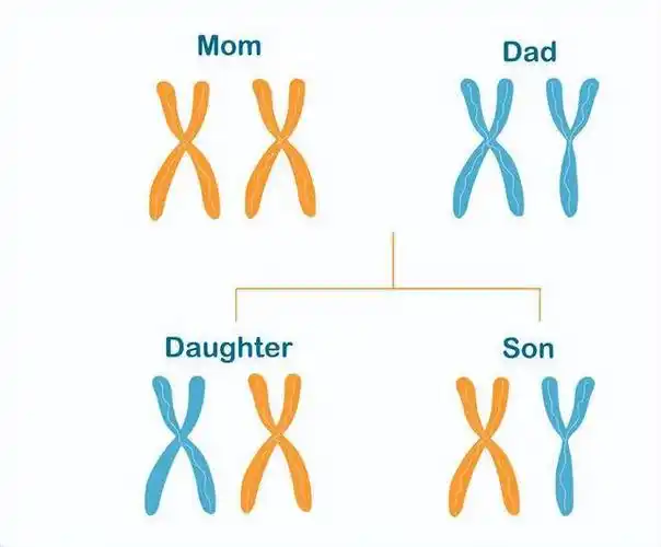 拥有10条性染色体理论上有25种性别鸭嘴兽为何如此古怪