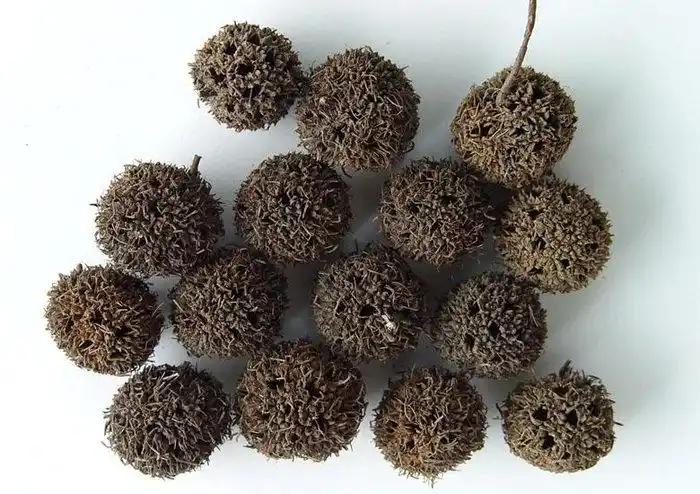 路路通,即枫香树(学名 liquidambar formosana