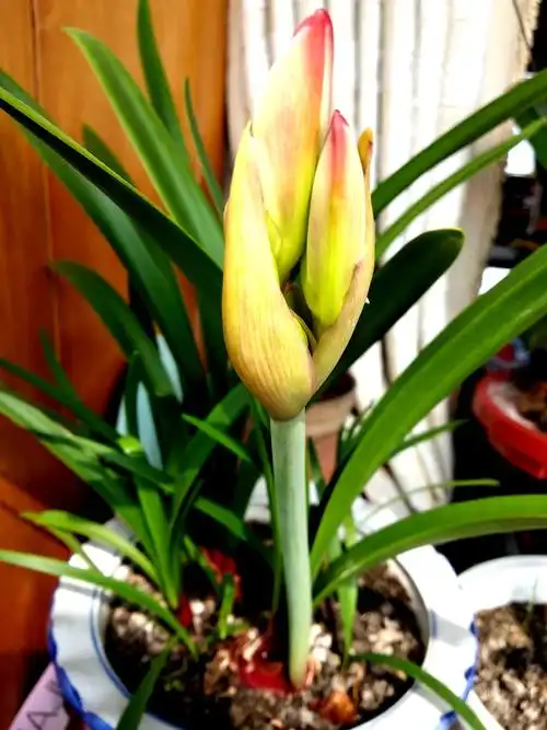 美丽漂亮的紫根兰从孕育花蕾到开花,见证了生命的神奇