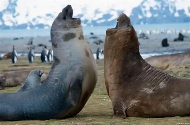 象海豹胜者为王,赢得百只雌性的交配权,败者只能成为隔壁老王