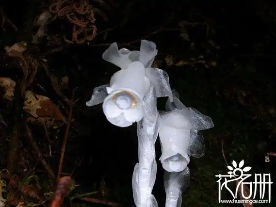 世界上最恐怖的花,食人花要吞食10条生命才会开