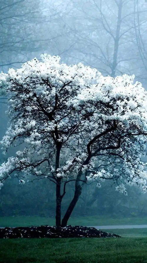 雾气朦胧的树木