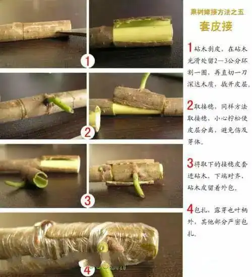 圣诞节教种树,12种超清晰,超详细的果树嫁接图送给你