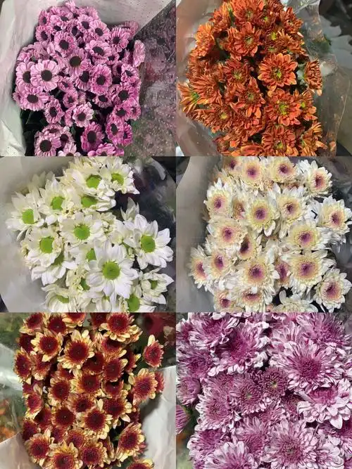 小雏菊299两扎颜色品种超多包邮送保鲜剂