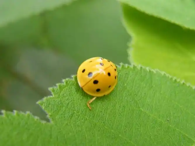 十一星瓢虫(十一星瓢虫吃什么)