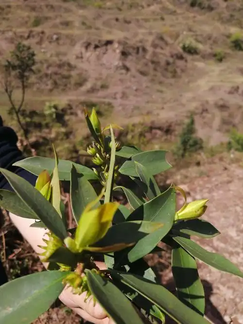 这棵是野八角树,据说野八角有毒不能食用