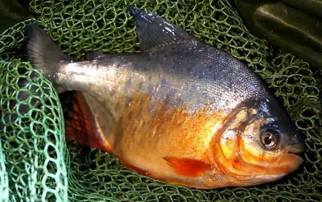 钓红鲳鱼用什么饵料?