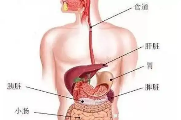 胃在我们腹部的左侧还是右侧?
